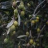 fresh olives
