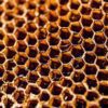 honey comb