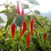 identification types of chillies