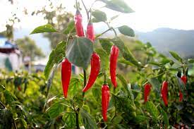 identification types of chillies