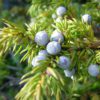 juniper berries