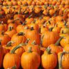 kent pumpkins