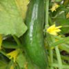 lebanese cucumber