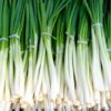 leek