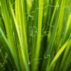 lemongrass