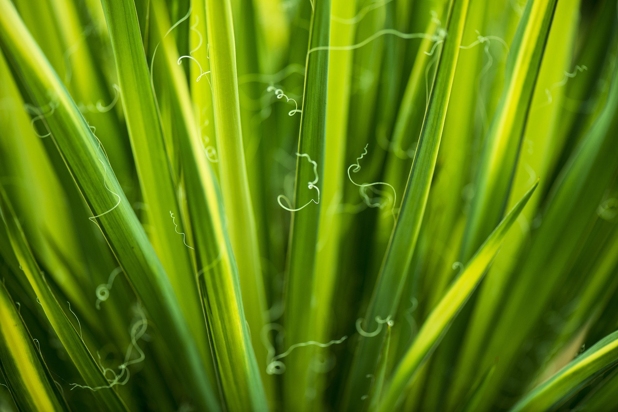 lemongrass