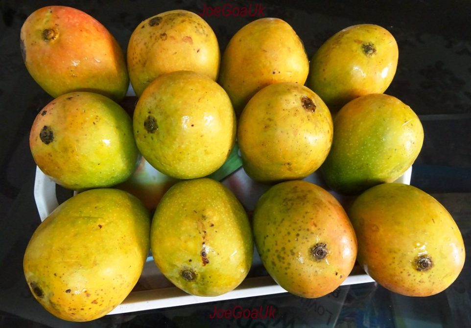 Mango Trays All to Know on Mangoes