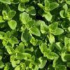 marjoram