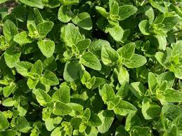 marjoram