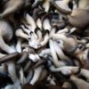 oyster mushrooms