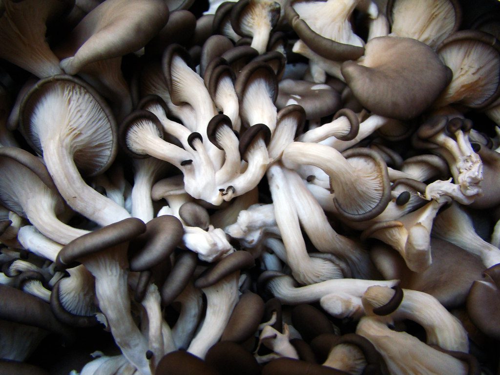 oyster mushrooms