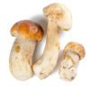porcini mushroom