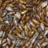psyllium seeds