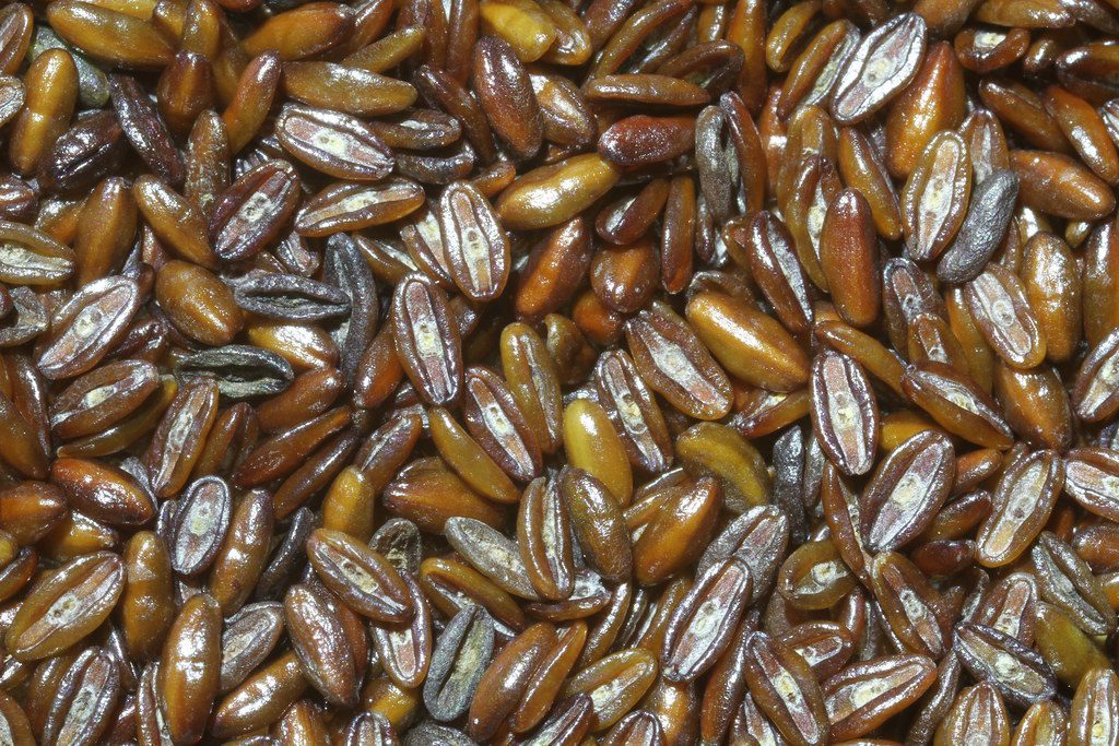 psyllium seeds
