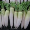 radish white