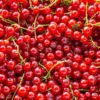 red currant