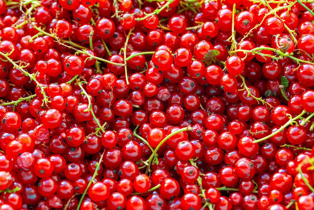 red currant