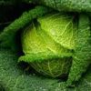 savoy cabbage