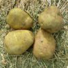 Sebago Potatoes
