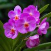 singaporean orchid