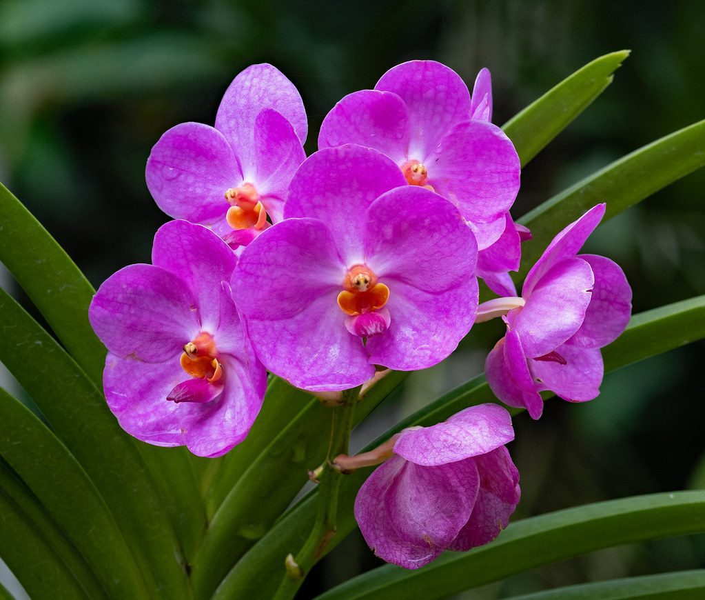 singaporean orchid