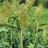 sorghum