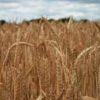 wheat