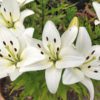 white lilies