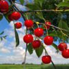 Amarena Cherries