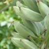 Blue Java Banana