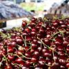 Chelan Cherries