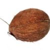 Coconuts buy