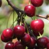 English Morello Cherries