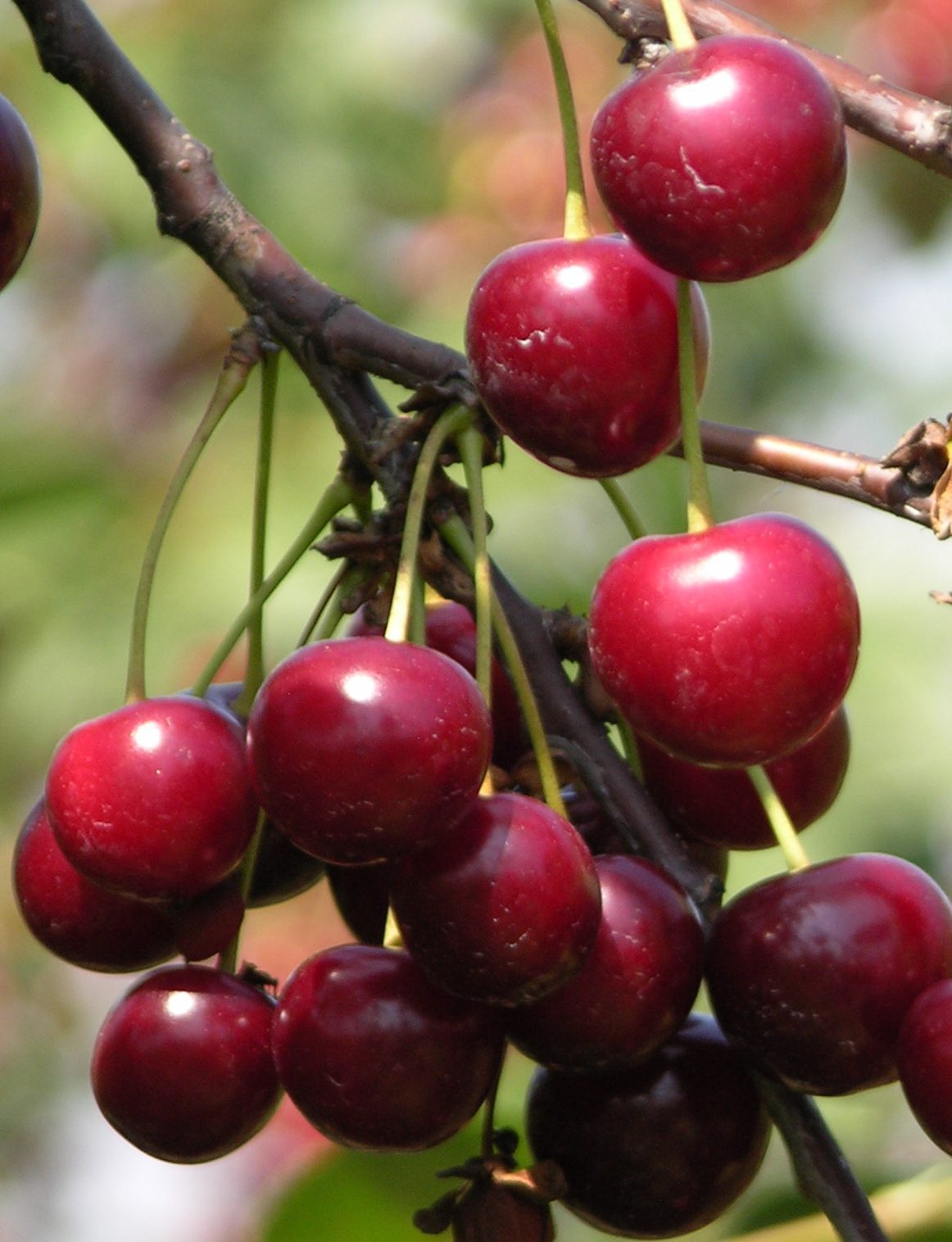 English Morello Cherries