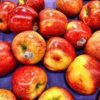 Envy Apples