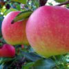Gala Apples