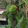 Goldfinger Banana