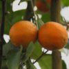 Lima Orange