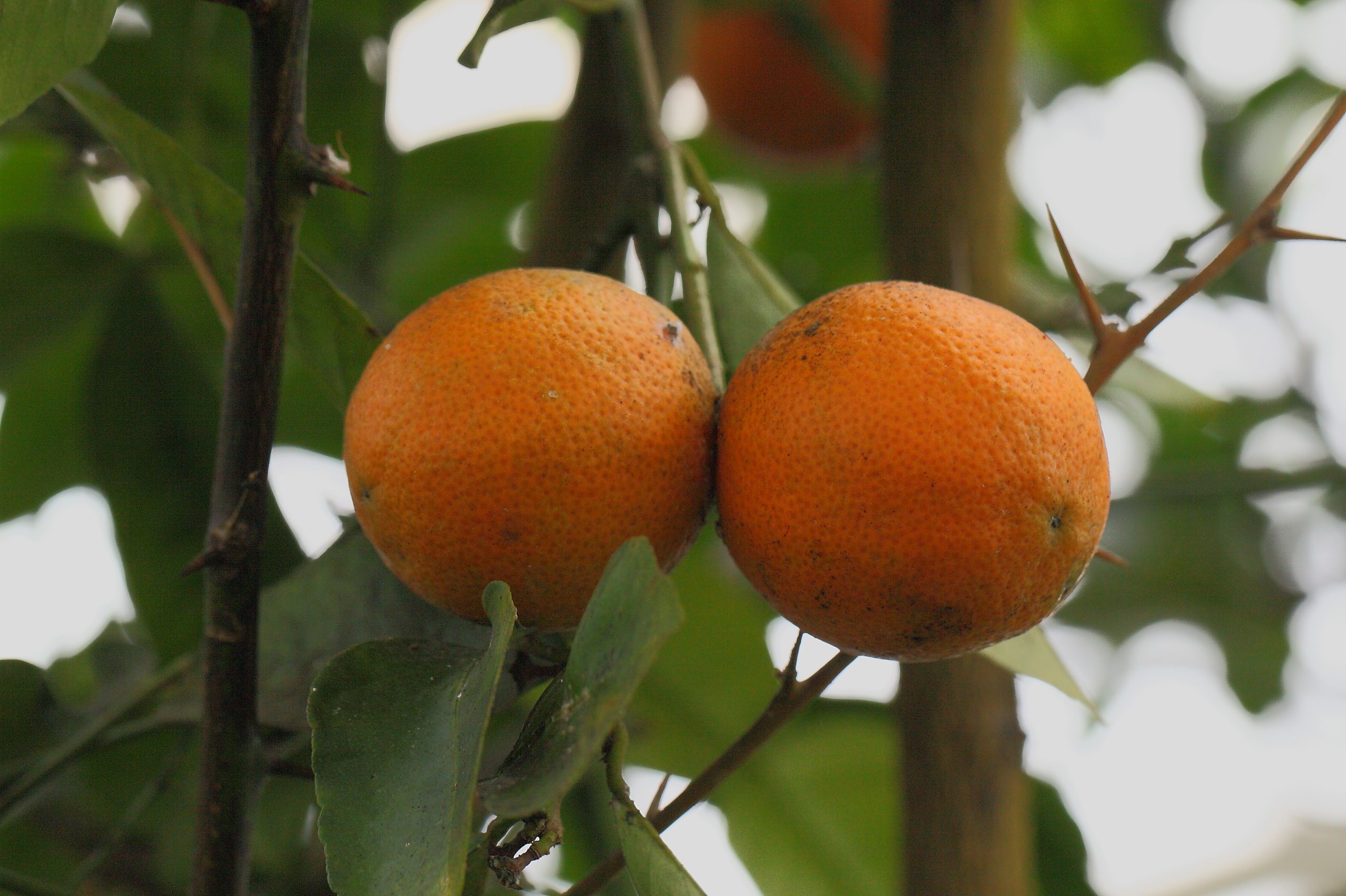 Lima Orange