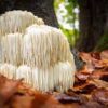 Lions mane powder