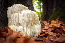 Lions mane powder