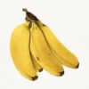 Manzano Banana