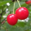 Montmorency Cherries