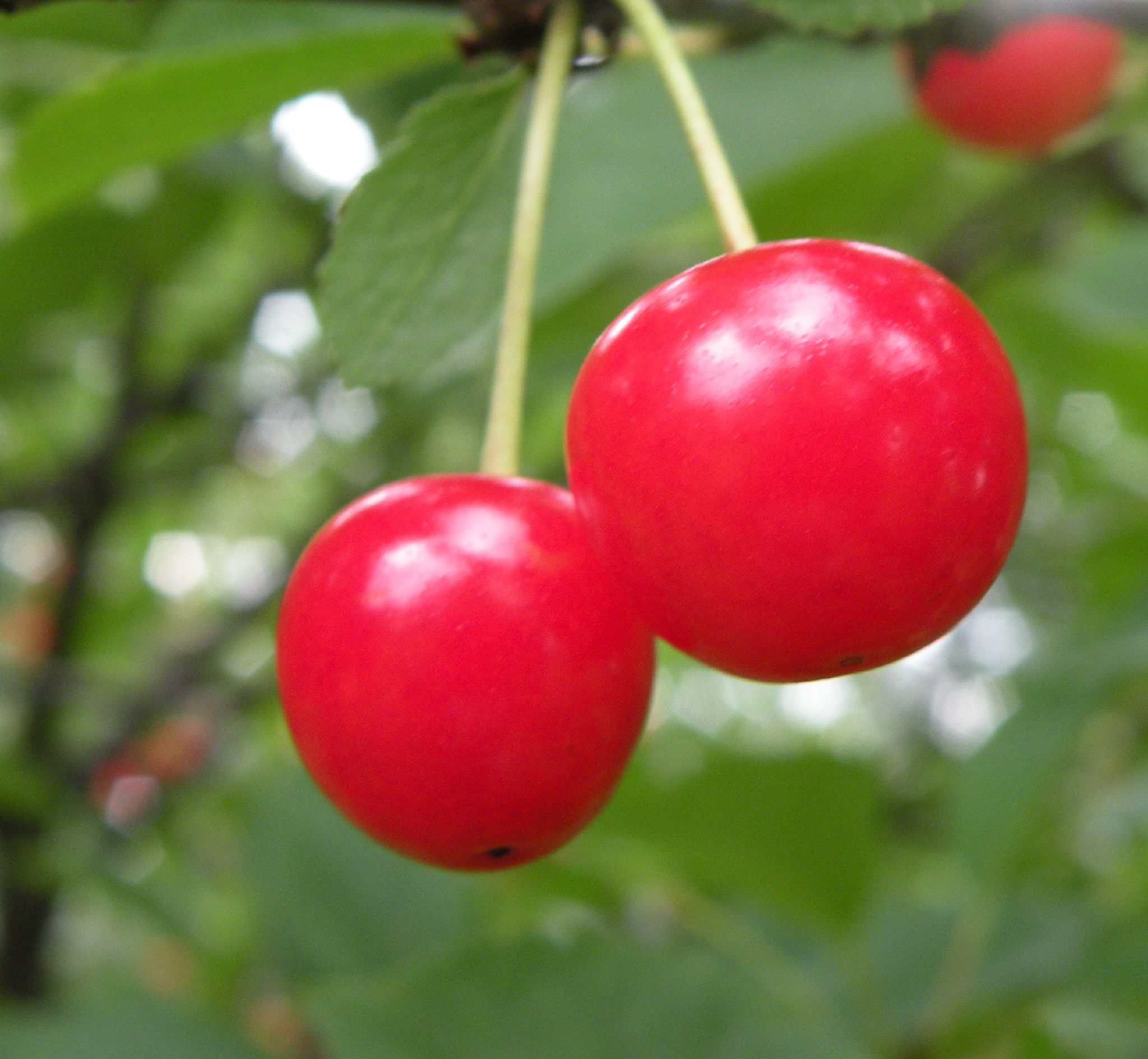 Montmorency Cherries