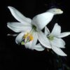 Oriental Lily White