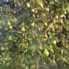 Pear tree