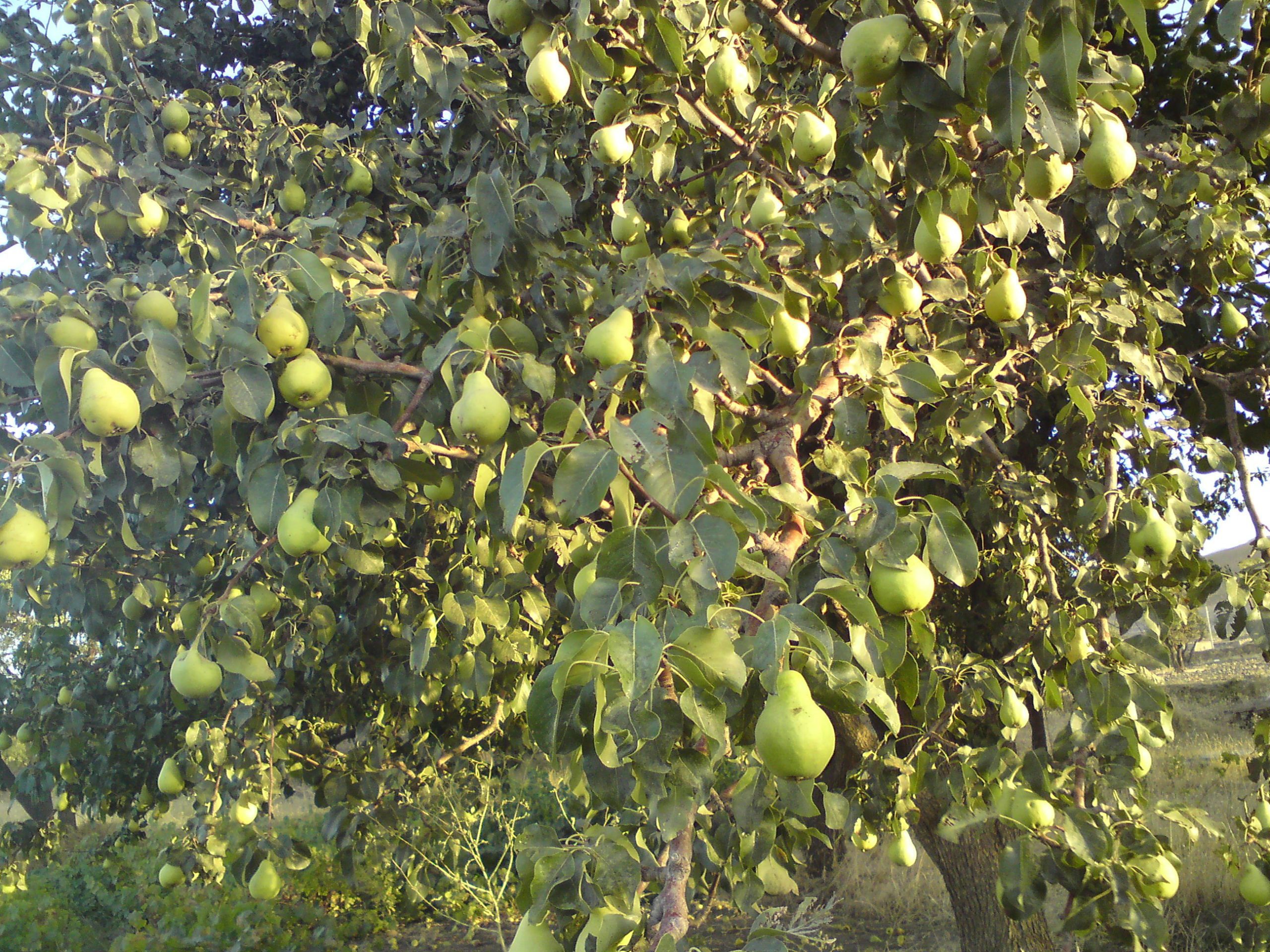 Pear tree