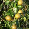 Pyrus pyraster