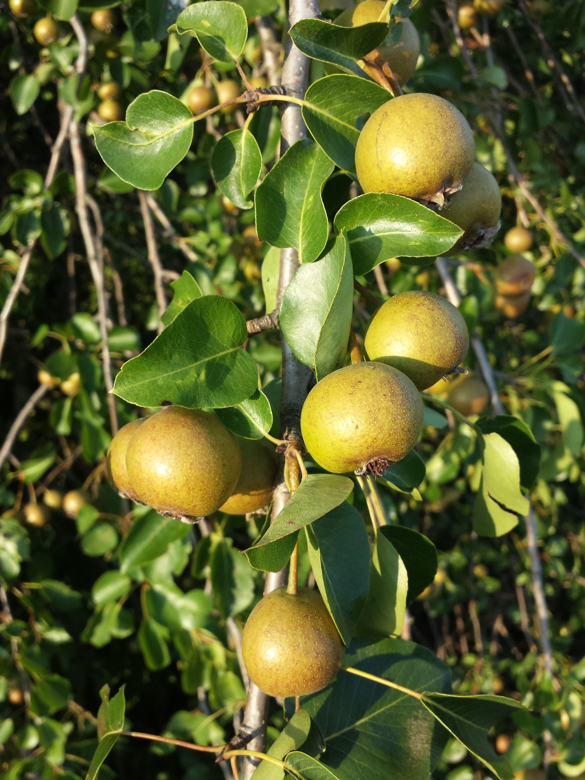 Pyrus pyraster