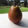 Seckel pear